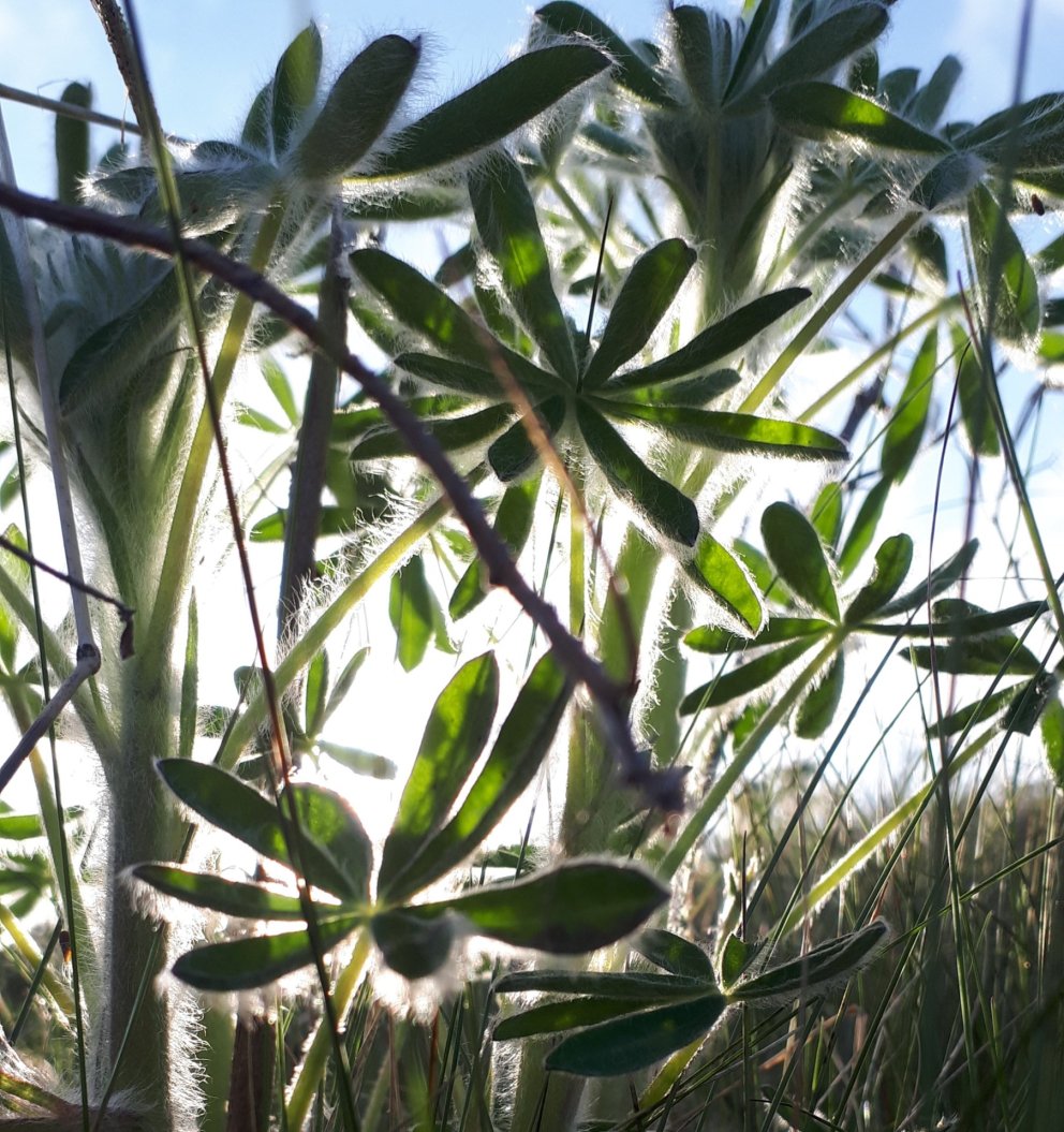 Áveitan í september