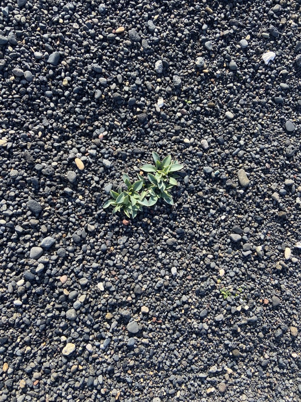 Fundargerð 321. fundar sveitarstjórnar