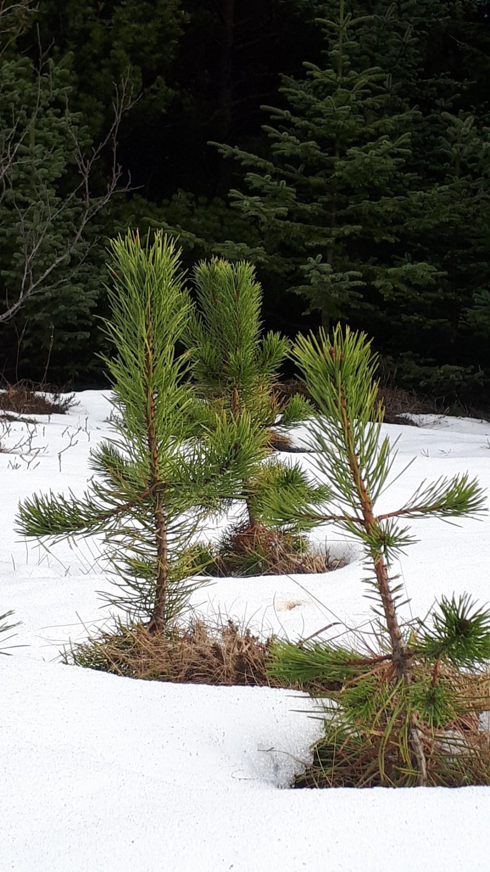 Fundargerð 315. fundar sveitarstjórnar