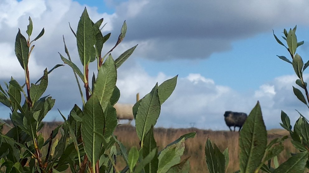 Dagskrá 303. fundar sveitarstjórnar Flóahrepps