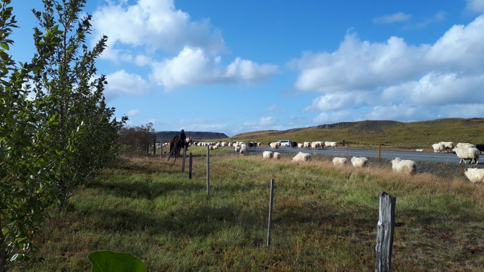 Fundargerð 303. fundar sveitarstjórnar Flóahrepps