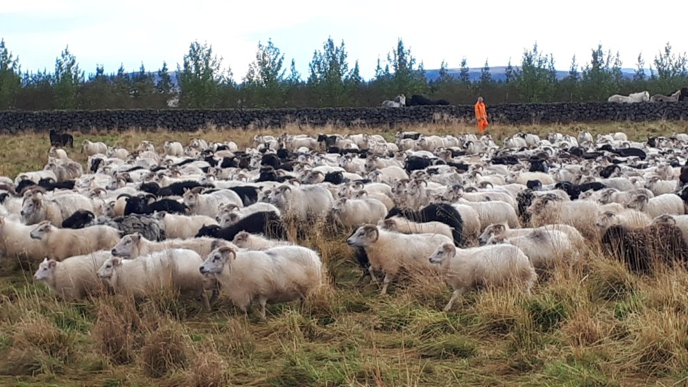 Réttardagur í Reykjaréttum