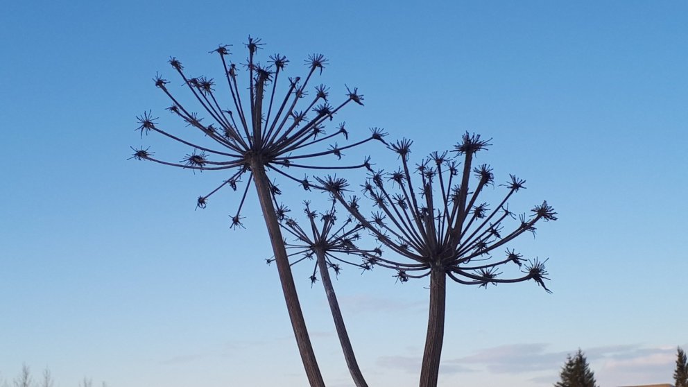 Fundardagskrá 313. fundur sveitarstjórnar