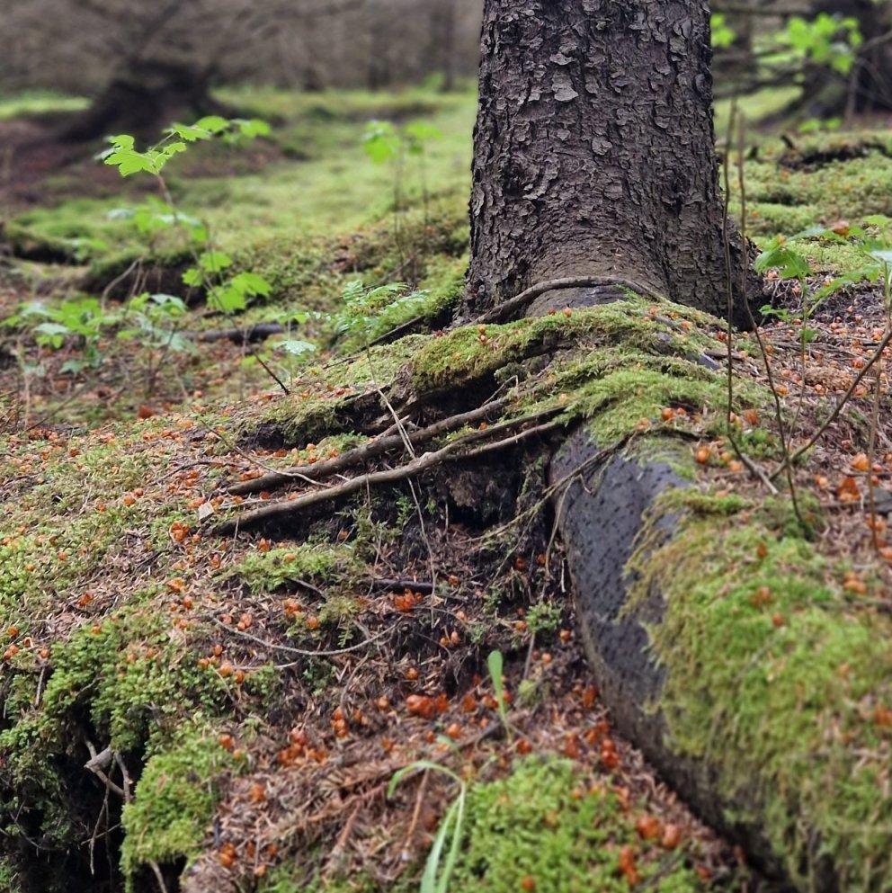 Mynd: Skógræktarfélag Villingaholtshrepps
