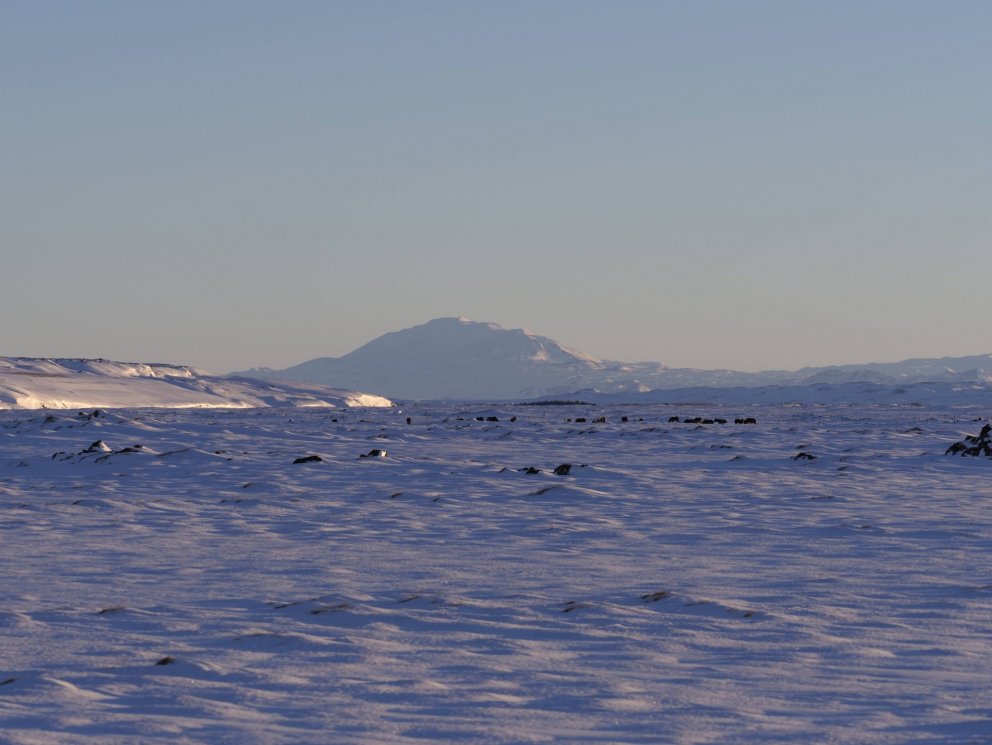 Mynd: Ólafur Ingi Ólafsson, Halakoti, 2023