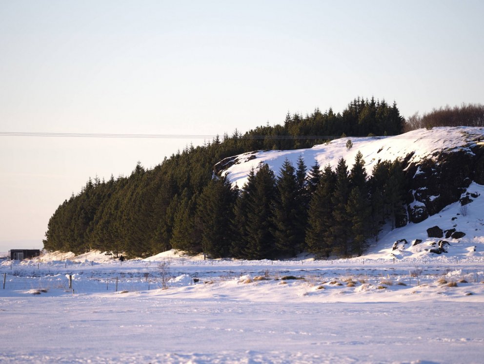 Mynd: Ólafur Ingi Ólafsson, Halakoti, 2023