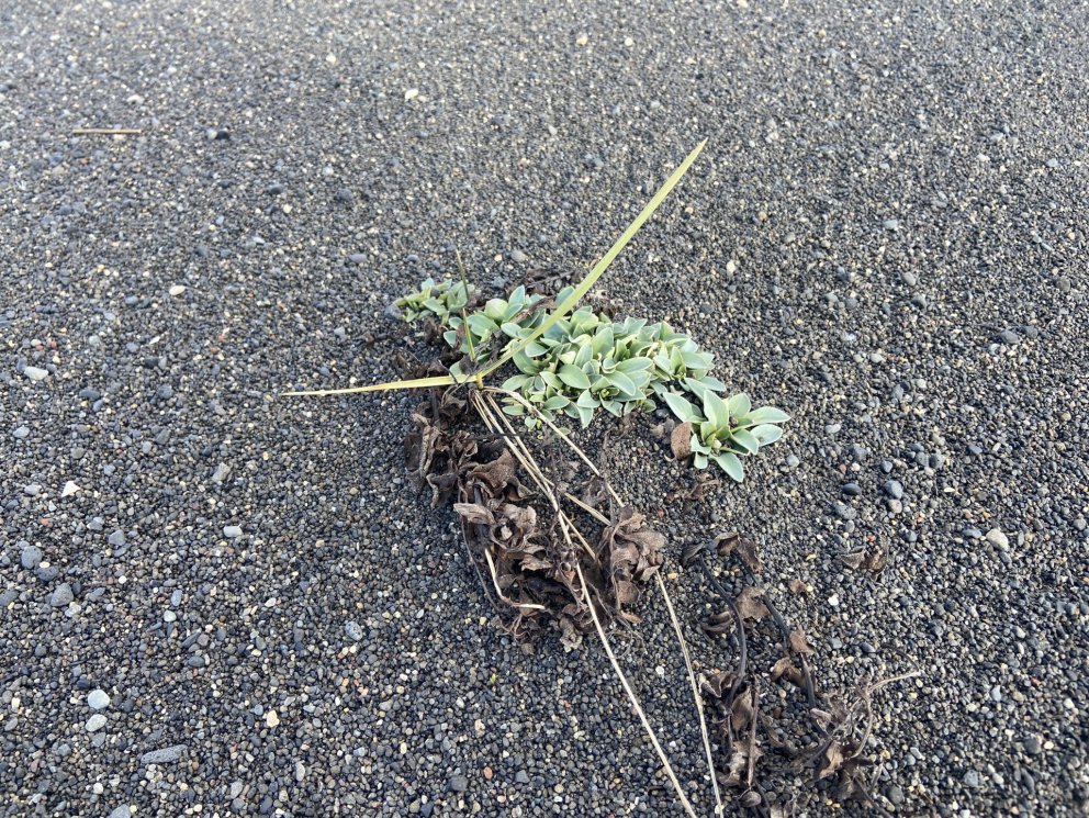 Tilnefningar til umhverfisverðlauna