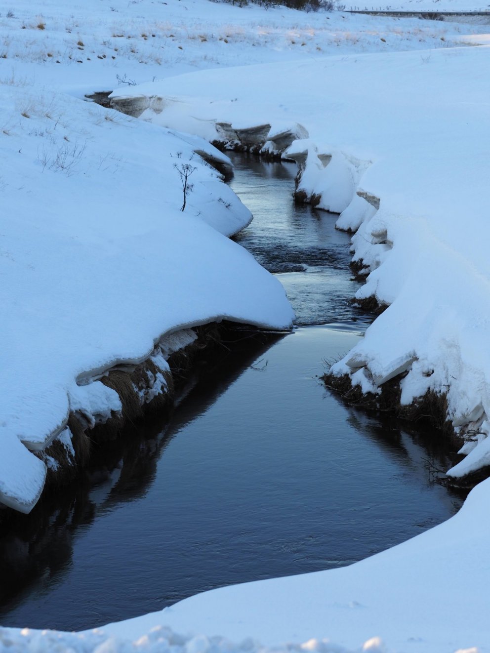 Mynd: Ólafur Ingi Ólafsson, Halakoti, 2023
