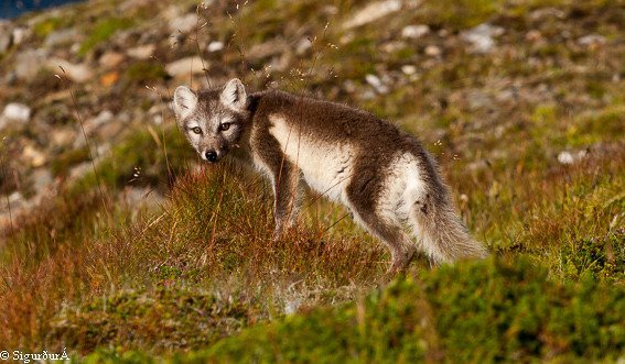 Samningur um refaveiðar í Flóahreppi 2023