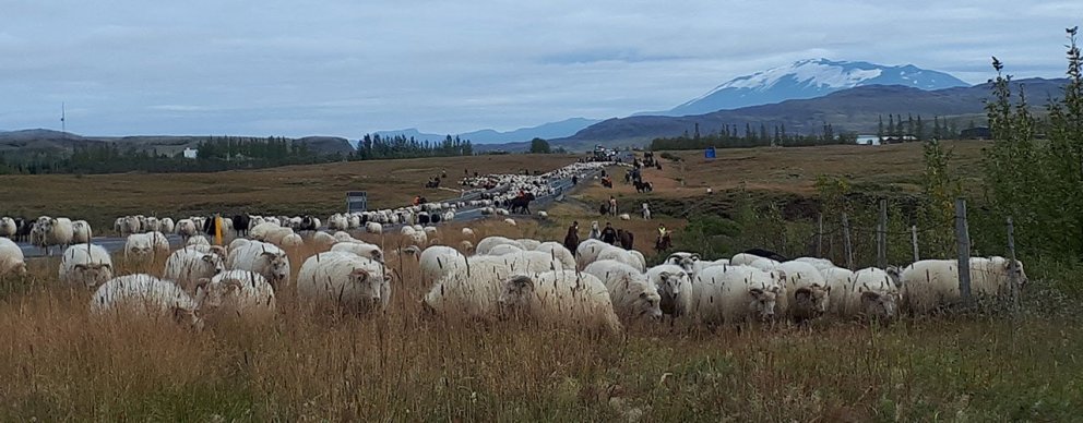 Flóahreppur auglýsir eftir aðila til að sinna smölun og vörslu ágangsfjár