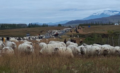 Upprekstur á afrétt