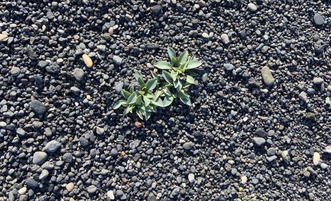 Næsti fundur sveitarstjórnar