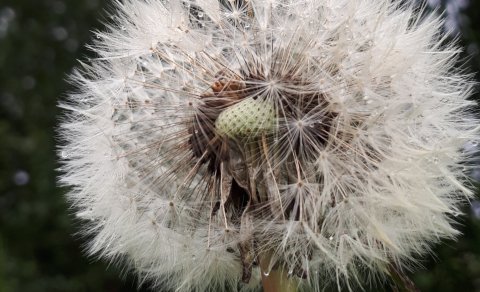 Næsti fundur sveitarstjórnar verður 13. ágúst
