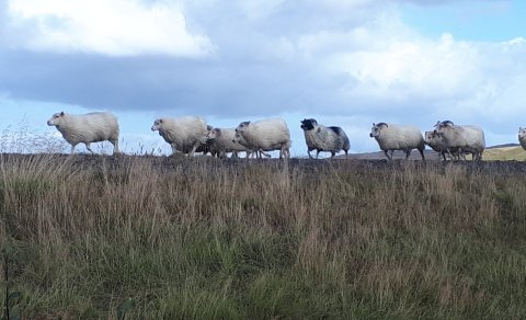 Óskilafé í neðri hluta Flóahrepps