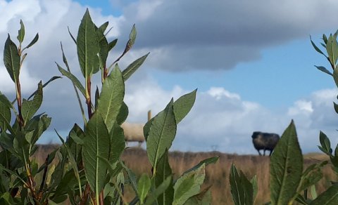Dagskrá 303. fundar sveitarstjórnar Flóahrepps