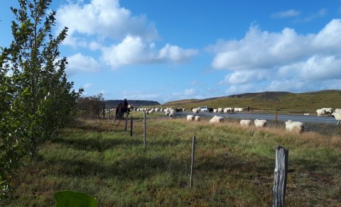 Fundargerð 303. fundar sveitarstjórnar Flóahrepps