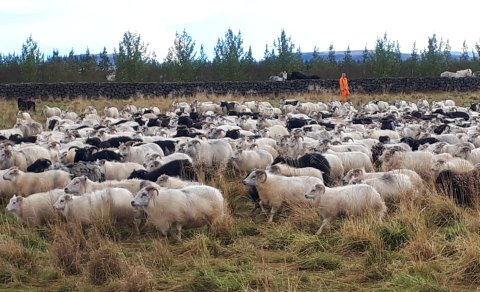 Réttardagur í Reykjaréttum