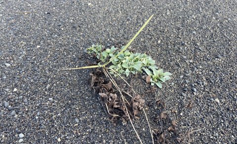 Tilnefningar til umhverfisverðlauna