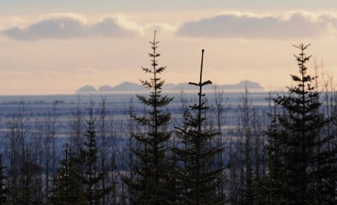 Mynd: Ólafur Ingi Ólafsson, Halakoti, 2023