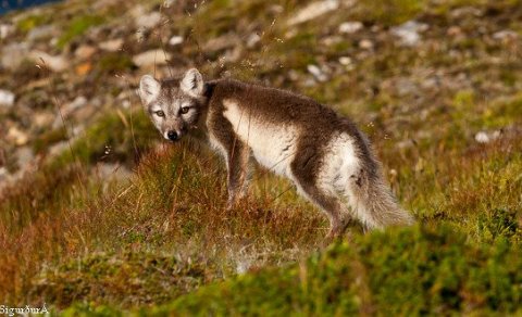 Samningur um refaveiðar í Flóahreppi 2023